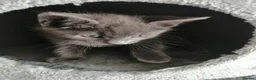 Russian Blue cats for sale: Kitten - Advert 7
