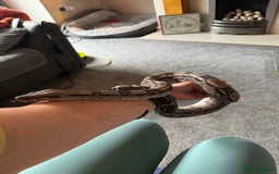 Boa Snake reptiles for sale: Boa, royal and a California king snake for sale  - Image 9