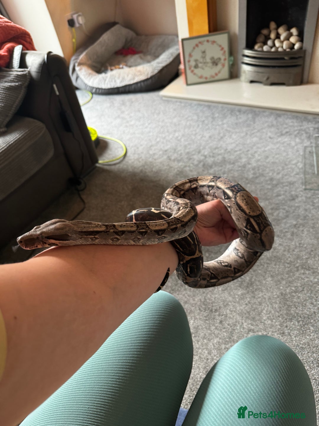 Boa Snake reptiles for sale: Boa, royal and a California king snake for sale  - Image 9