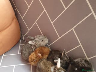 Mixed Breed rabbits Rabbits for sale - Advert 15