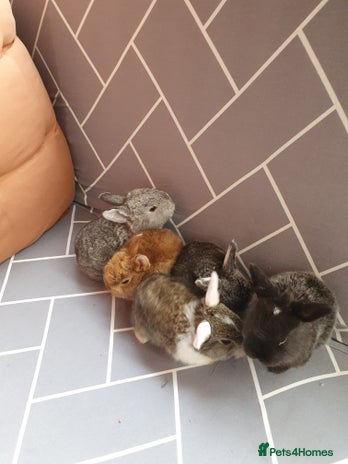 Mixed Breed rabbits Rabbits for sale - Advert 1