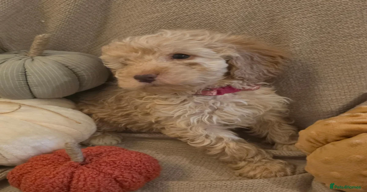 Cockapoo Puppies for sale in Lymm, Warrington | Pets4Homes