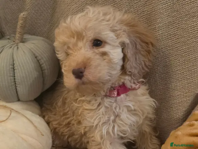Cockapoo dogs for sale: Beautiful F1B Minature Cockapoos 🐶 - Advert 13