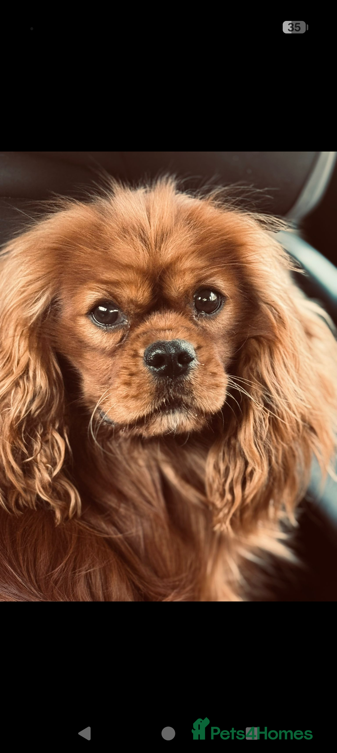 Cavapoo dogs for sale: Cavapoo F1  - Advert 6