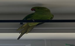 Ringnecks birds for sale: Green Indian Ringneck  - Image 5