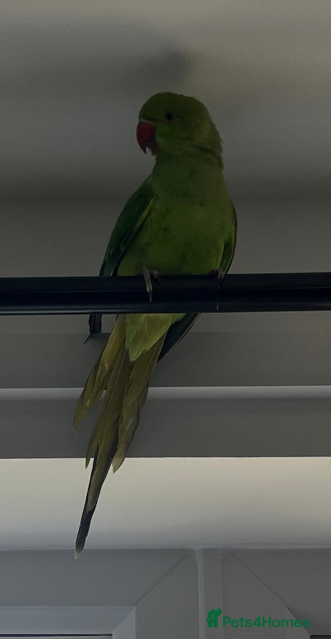 Ringnecks birds for sale: Green Indian Ringneck  - Image 5