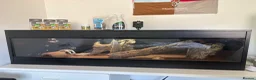 Bearded Dragon reptiles for sale: 11-Month-Old Bearded Dragon with Full Setup in Gravesend - Advert 9