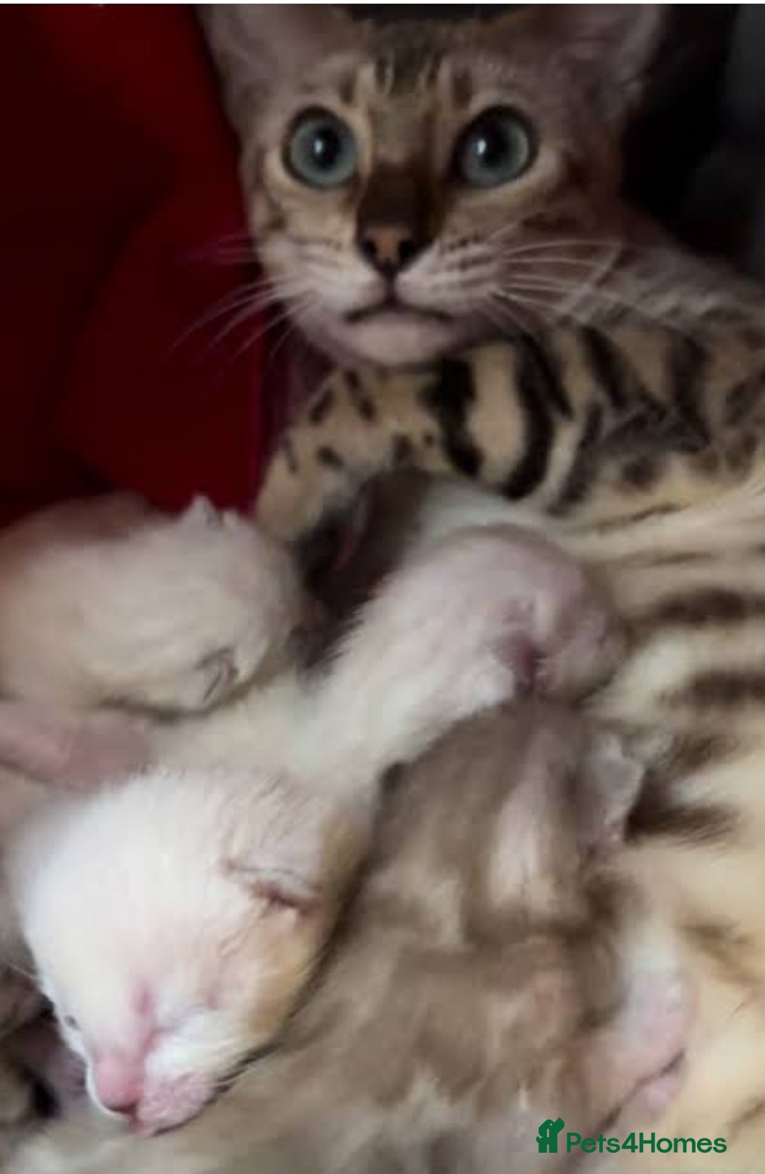 Mixed Breed cats for sale: Bengal x bsh kittens  - Advert 4