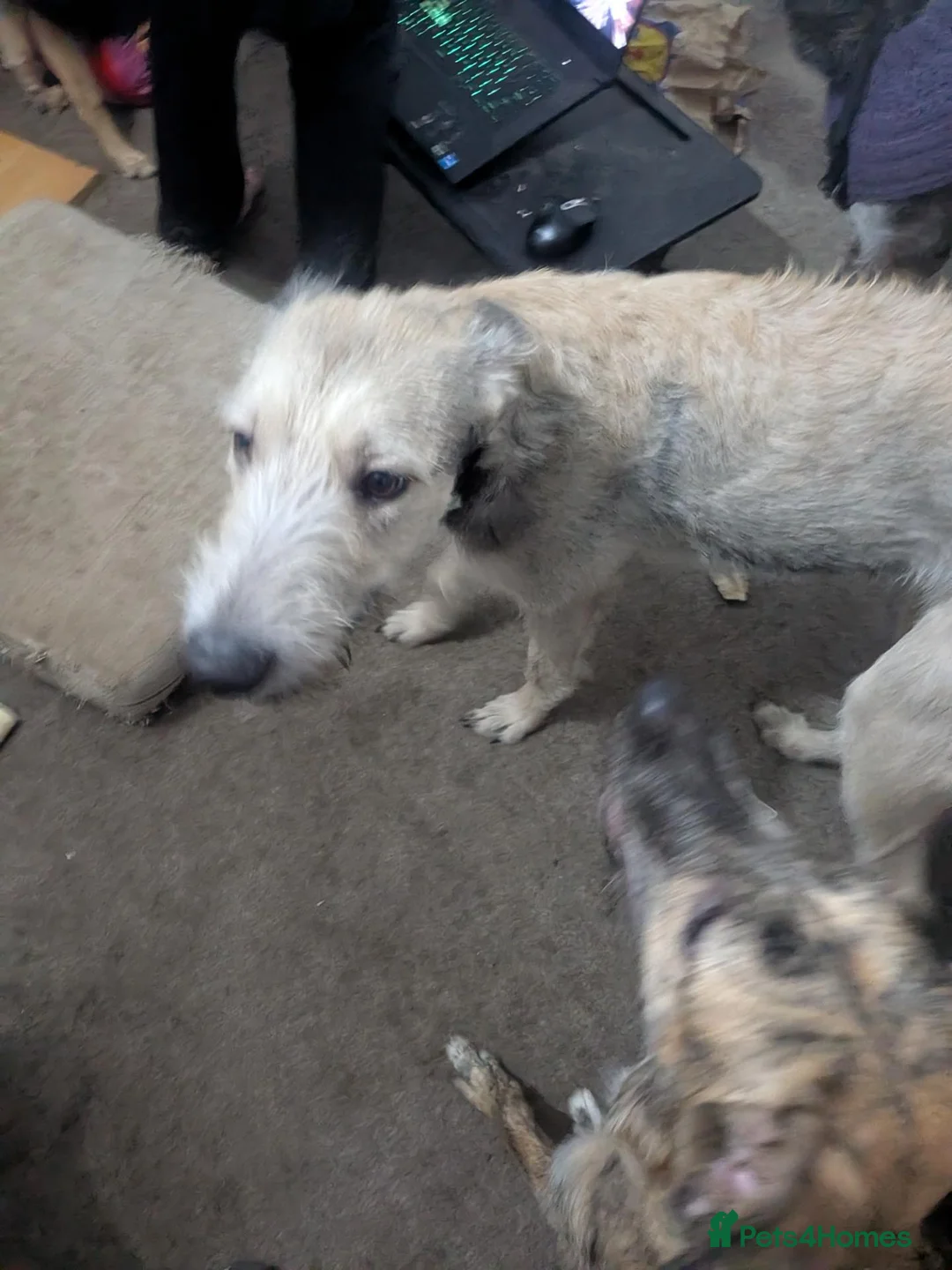 Lurcher dogs for sale: Truffles. Beautiful Working Stock Male Lurcher - Advert 1