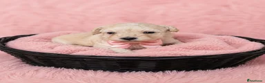 Maltipoo 4