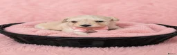 Maltipoo dogs for sale: Parents health tested Maltipoo puppies - Advert 8