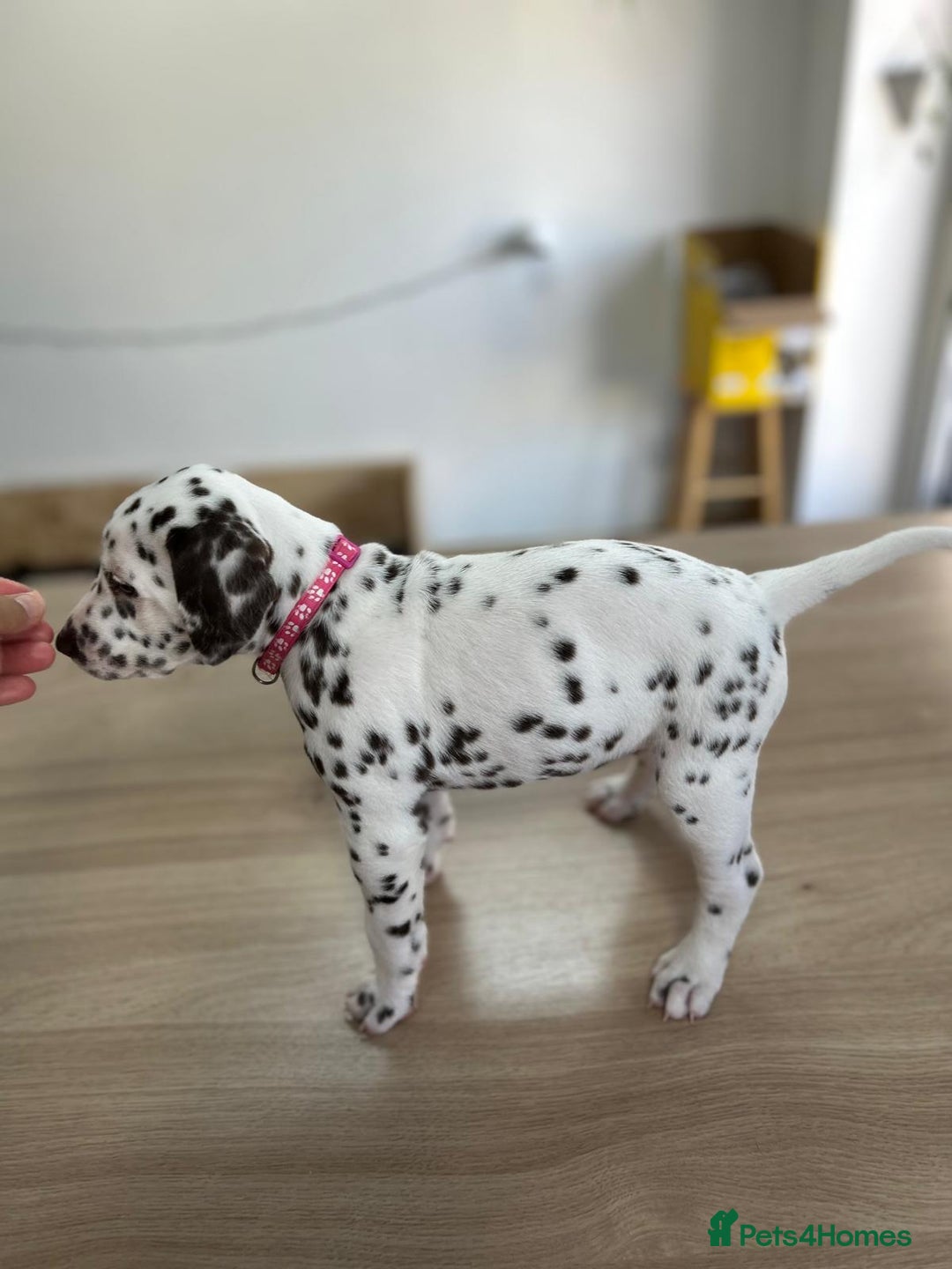 Dalmatian dogs for sale: 7 Dalmatian puppies available  - Image 6