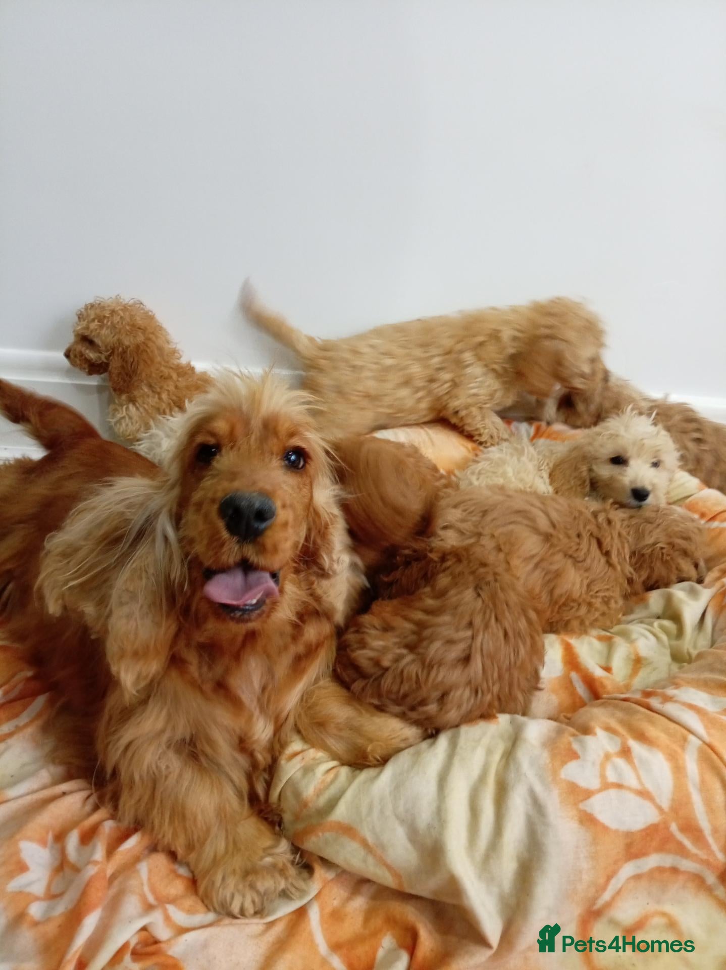 Cockapoo dogs Cocker spanials  - Advert 3