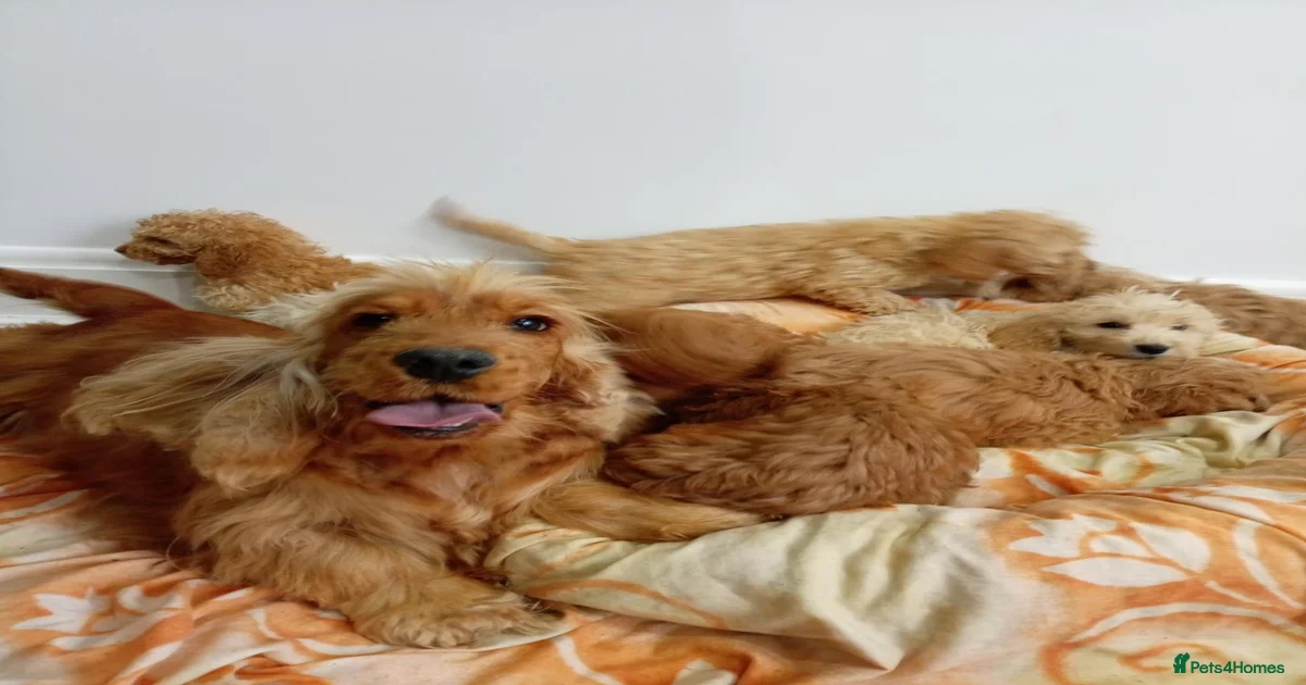 Cocker spanials for sale in Hartlepool | Pets4Homes