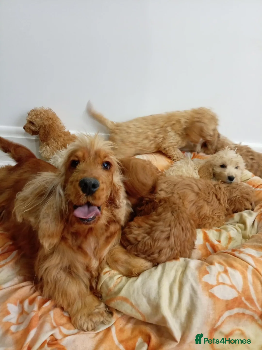Cockapoo dogs for sale: Cocker spanials  in Hartlepool - Advert 1