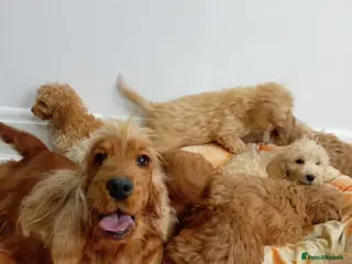 Cockapoo dogs Cocker spanials - Advert 1