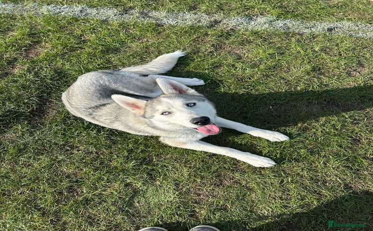 Siberian Husky dogs - Advert 1