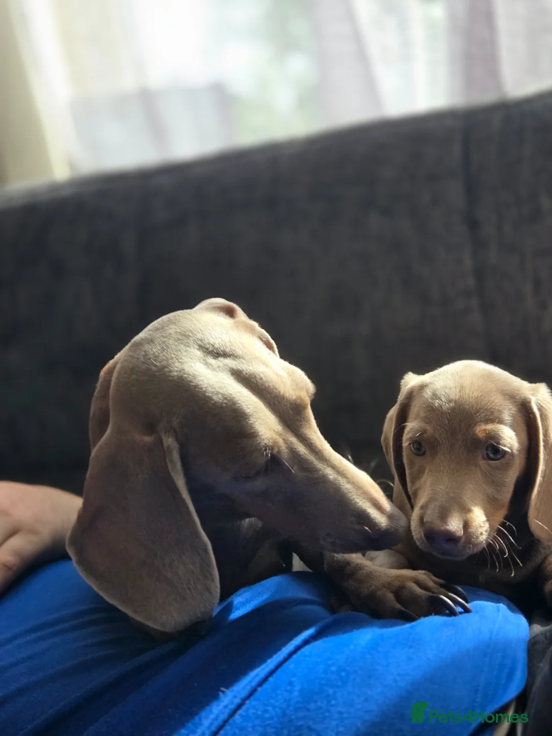 Miniature Dachshund dogs for sale: Niniature  dachshund in Birmingham - Advert 1