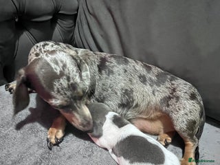 Miniature Dachshund dogs - Advert 19