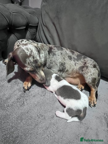 Miniature Dachshund dogs - Advert 15