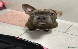 French Bulldog dogs for sale: 2 French bulldog  - Advert 3