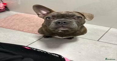 French Bulldog dogs 2 French bulldog  - Advert 6