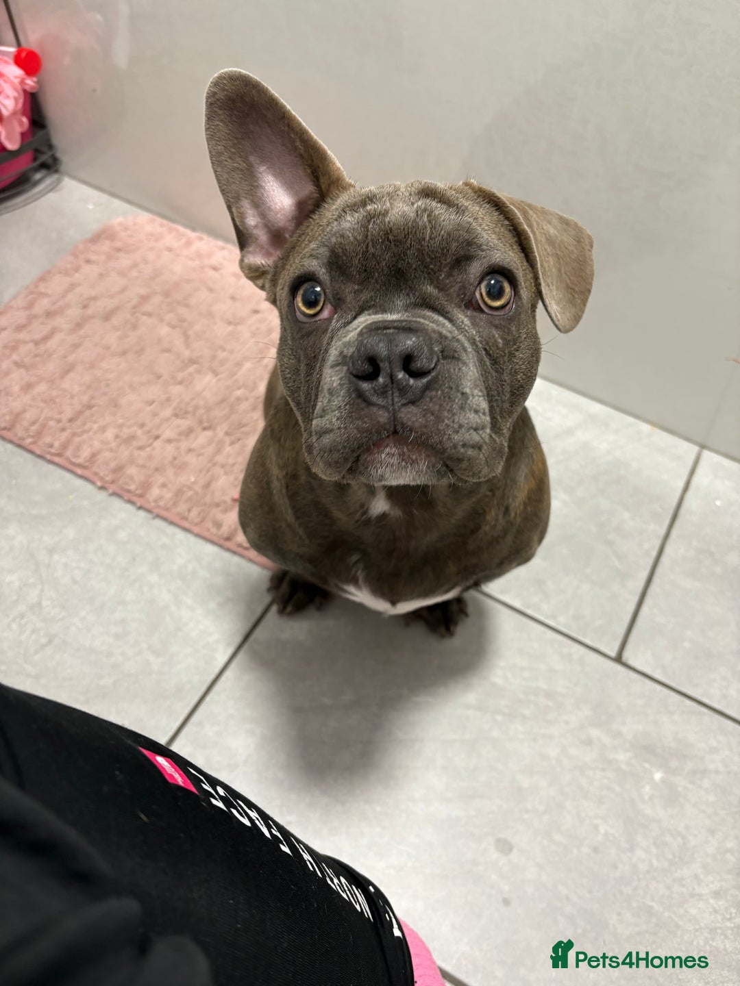 French Bulldog dogs for sale: 2 French bulldog  - Advert 3