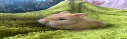 Lionhead rabbits for sale: 2 Beautiful Lionhead rabbits from family home - Advert 1
