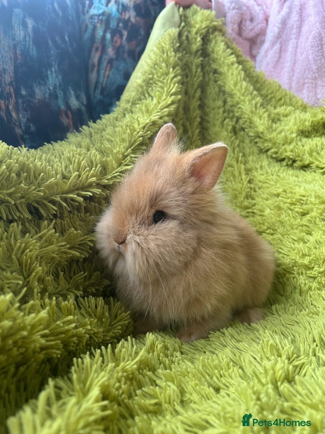 Lionhead rabbits for sale: 2 Beautiful Lionhead rabbits from family home - Advert 1