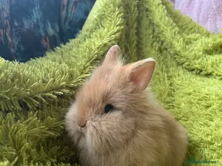 Lionhead rabbits Beautiful Lionhead rabbit from family home - Advert 1