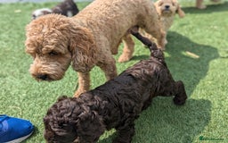 Cockapoo dogs for sale: F1B CHOCOLATE BROWN MERLE FEMALE COCKAPOO - Image 8