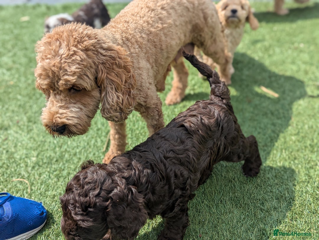 Cockapoo dogs for sale: F1B CHOCOLATE BROWN MERLE FEMALE COCKAPOO - Image 8