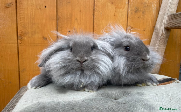 Mixed Breed rabbits - Advert 1