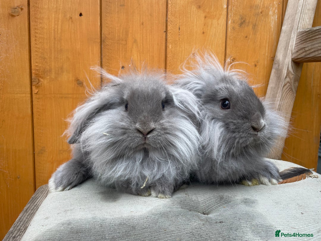 Mixed Breed rabbits for sale: Mini Lop x Lionheads Ready Now - Image 1