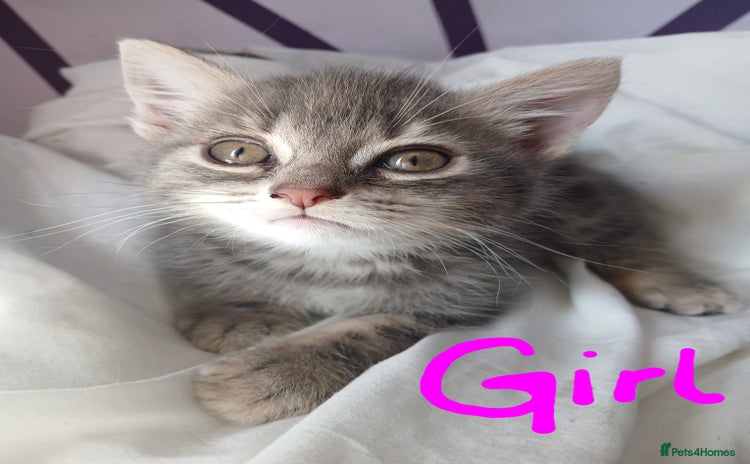 RagaMuffin cats - Advert 1