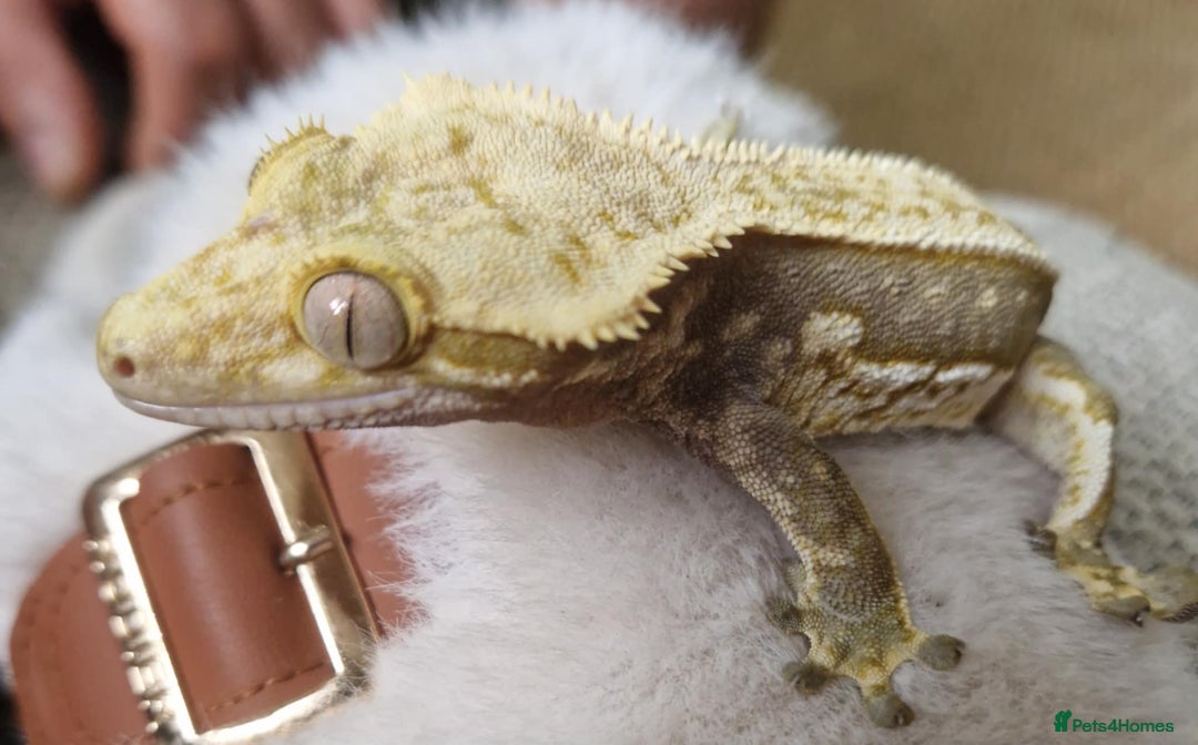 Gecko reptiles for sale: Male lily white crested gecko - Image 3