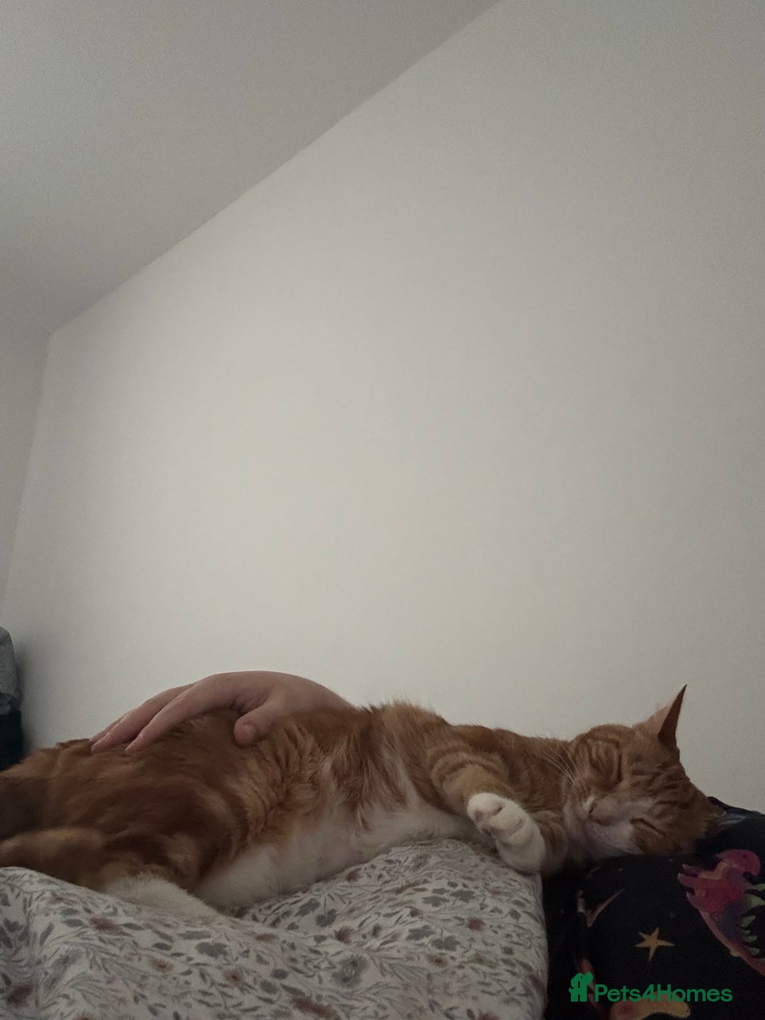 Mixed Breed cats for sale: Marla ginger cat  - Advert 28