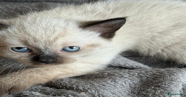 Ragdoll cats - Advert 6