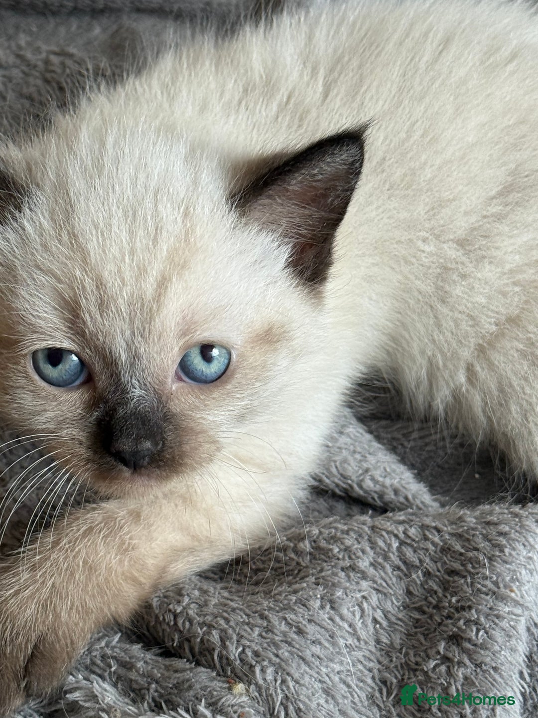 Ragdoll cats for sale: ADORABLE RAGDOLL KITTENS - READY NOW - Image 3