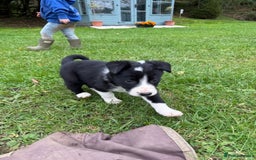 Border Collie dogs for sale: Border collies puppies - Image 30