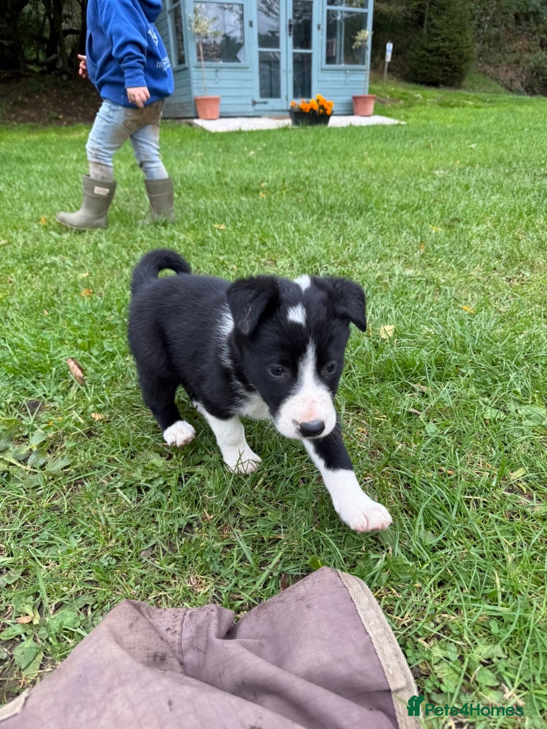 Border Collie dogs for sale: Border collies puppies - Image 30