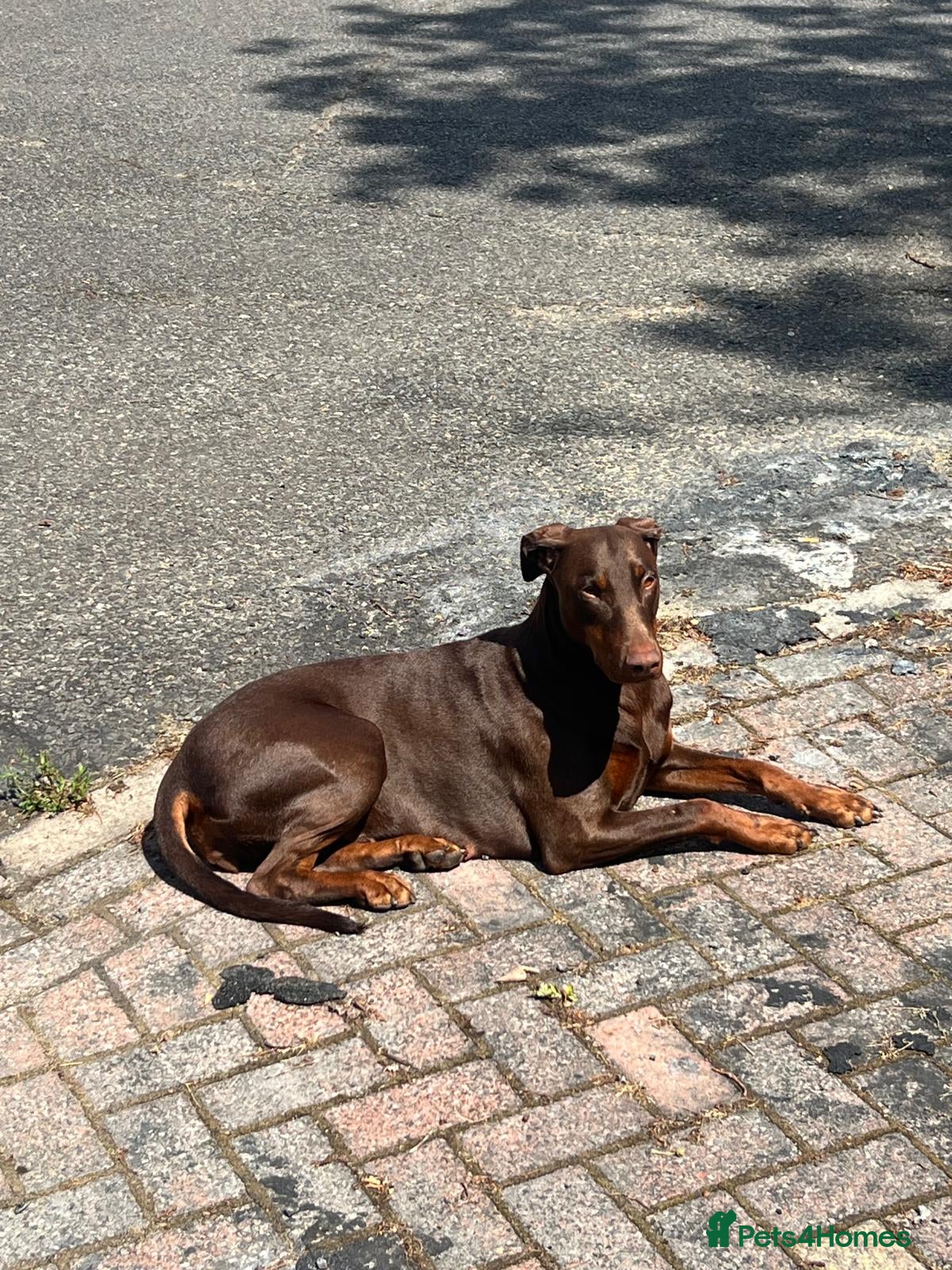 Dobermann dogs Beautiful Full Doberman Puppies–Ready from 8 Weeks - Advert 2