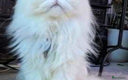 Persian cats for sale: ♥️🍃 ꨁ EXOTIC PERSIAN DOLL FACE KITTENS FOR SALE - Advert 1