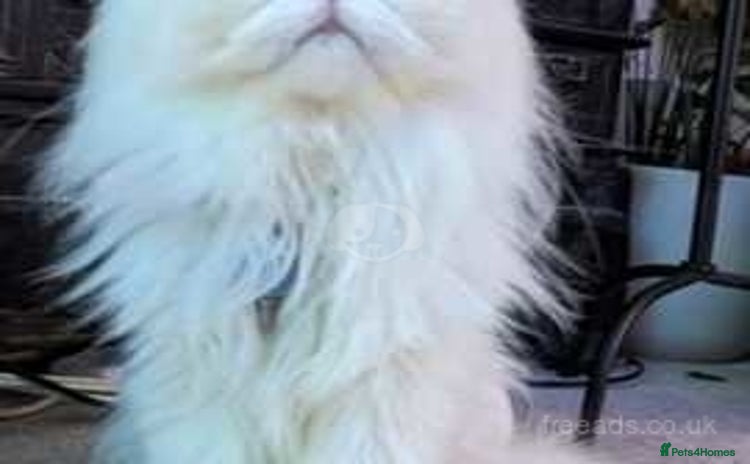Persian cats ♥️🍃 ꨁ EXOTIC PERSIAN DOLL FACE KITTENS FOR SALE - Advert 2