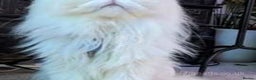 Persian cats for sale: ♥️🍃 ꨁ EXOTIC PERSIAN DOLL FACE KITTENS FOR SALE - Advert 13