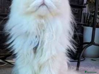 Persian cats ♥️🍃 ꨁ EXOTIC PERSIAN DOLL FACE KITTENS FOR SALE - Advert 8