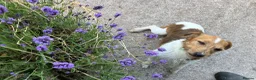 Jack Russell dogs for sale: Scruff - Advert 6