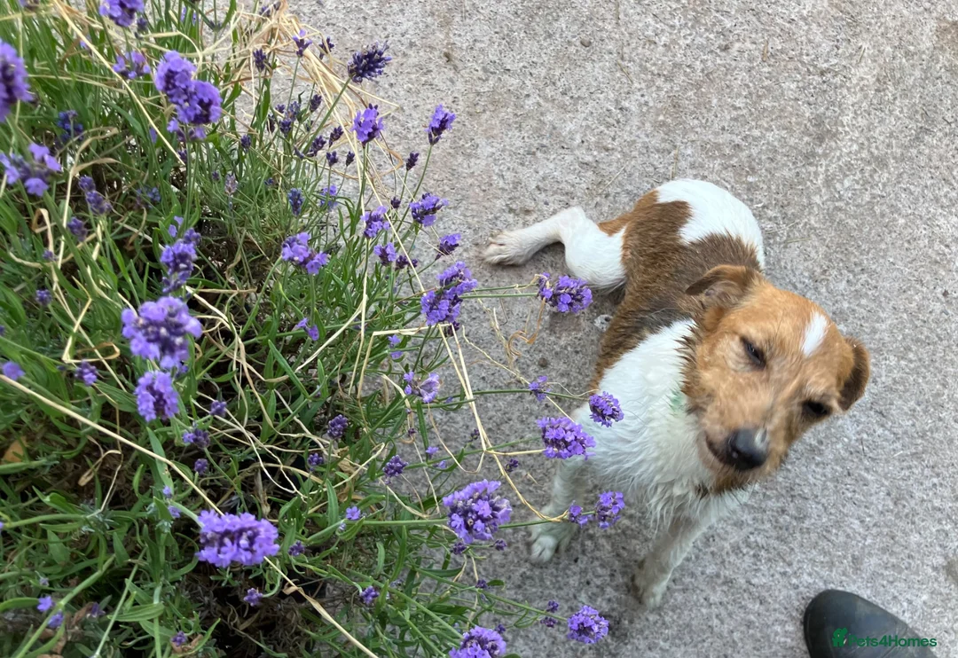 Jack Russell dogs for sale: Scruff - Advert 6