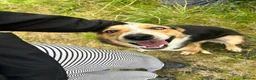 Border Collie dogs for sale: Border Collie 1 year old in Dolgellau - Advert 4