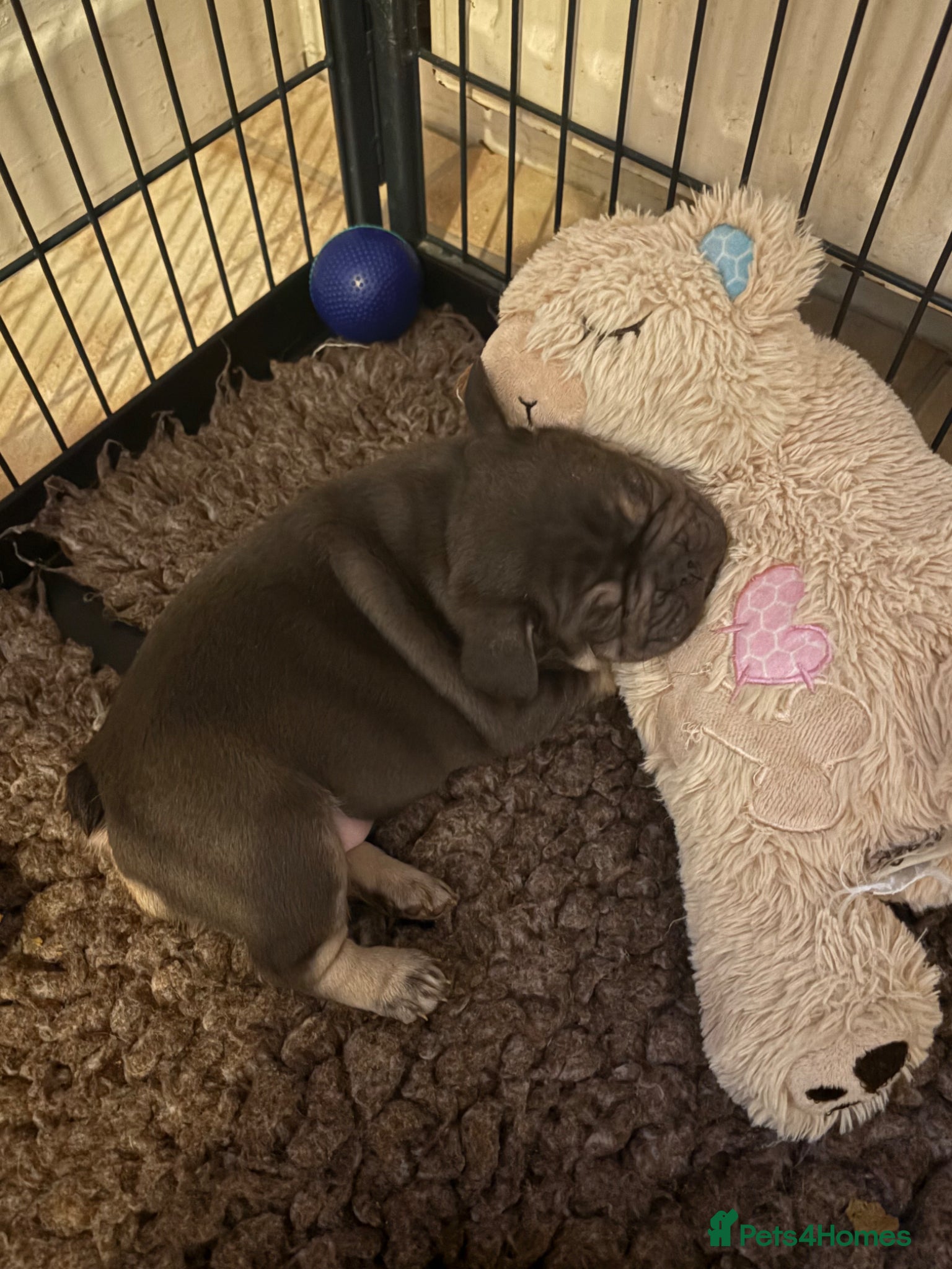 French Bulldog dogs Stunning French bulldogs  - Advert 4